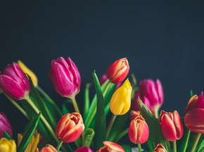 Tulips | Тюльпаны