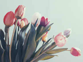 Tulips | Тюльпаны