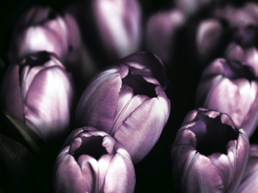 Tulips | Тюльпаны