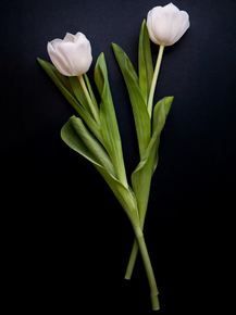 Tulips | Тюльпаны