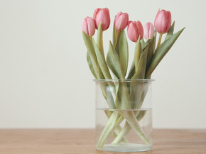 Tulips | Тюльпаны