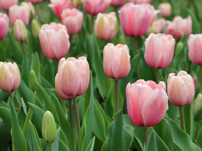 Tulips | Тюльпаны
