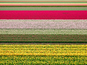 Tulips | Тюльпаны