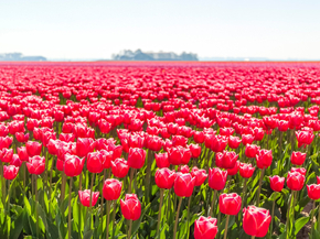 Tulips | Тюльпаны