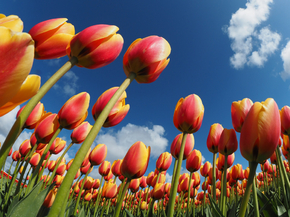 Tulips | Тюльпаны
