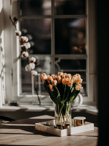 Tulips | Тюльпаны