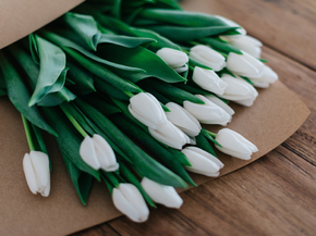 Tulips | Тюльпаны