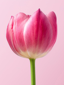 Tulips | Тюльпаны
