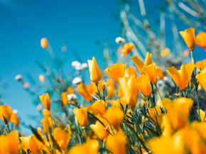 Tulips | Тюльпаны