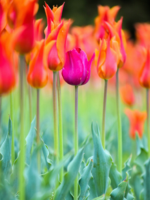 Tulips | Тюльпаны