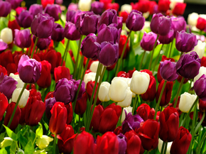 Tulips | Тюльпаны