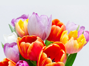 Tulips | Тюльпаны