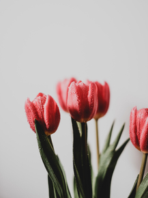 Tulips | Тюльпаны