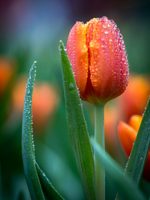Tulips | Тюльпаны