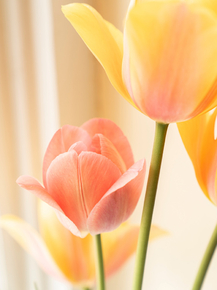Tulips | Тюльпаны