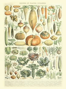 Legumes et plantes potageres | Овощи