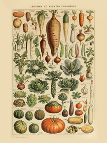 Legumes et plantes potageres | Овощи