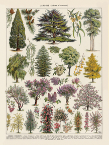 Jardins | Виды деревьев Jardins | Виды деревьев
