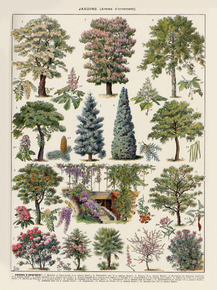 Jardins | Виды деревьев Jardins | Виды деревьев