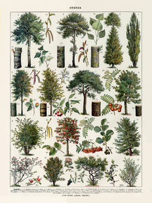 Arbres | Виды деревьев