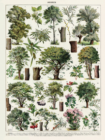 Arbres | Виды деревьев