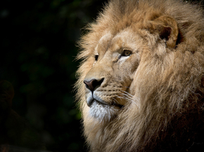 Lion | Лев