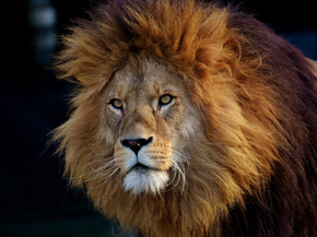 Lion | Лев