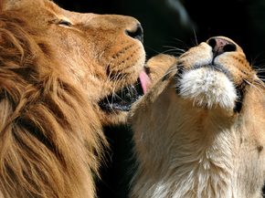 Lion and Lioness | Лев и львица