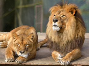 Lion and Lioness | Лев и львица