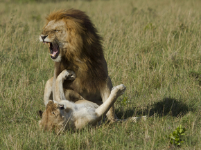 Lion and Lioness | Лев и львица