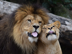 Lion and Lioness | Лев и львица