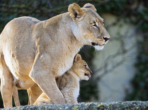 Lion and Lioness | Лев и львица