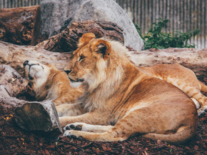 Lion and Lioness | Лев и львица