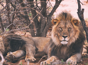 Lion and Lioness | Лев и львица