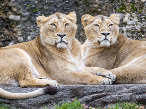 Lion and Lioness | Лев и львица Lion and Lioness | Лев и львица