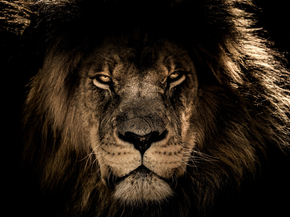 Lion | Лев