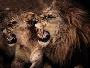 Lion and Lioness | Лев и львица Lion and Lioness | Лев и львица