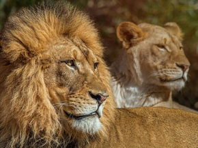 Lion and Lioness | Лев и львица Lion and Lioness | Лев и львица