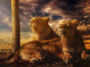 Lion and Lioness | Лев и львица