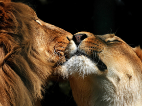 Lion and Lioness | Лев и львица