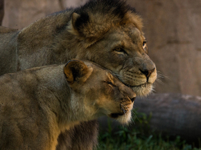 Lion and Lioness | Лев и львица