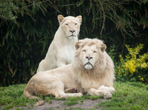 Lion and Lioness | Лев и львица