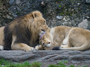 Lion and Lioness | Лев и львица