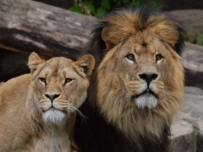Lion and Lioness | Лев и львица
