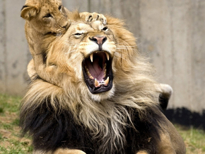 Lion and Lioness | Лев и львица