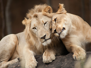 Lion and Lioness | Лев и львица