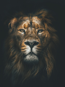 Lion | Лев Lion | Лев