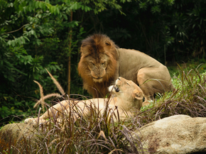 Lion and Lioness | Лев и львица