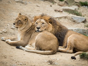 Lion and Lioness | Лев и львица