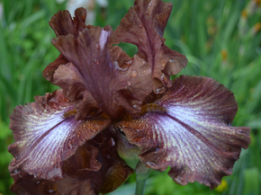Irises | Ирисы